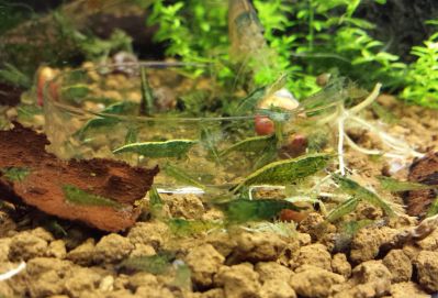 /images/product_images/info_images/shrimp/krevetka-zelenyj-nephrit---green-jade-neocaridina_5.jpg