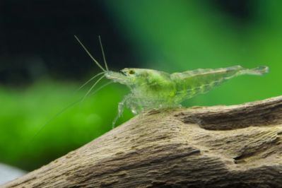 /images/product_images/info_images/shrimp/krevetka-zelenyj-nephrit---green-jade-neocaridina_6.jpg