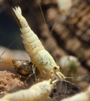 /images/product_images/info_images/shrimp/krevetka-zolotaja-pchela---golden-bee-shrimp_2.jpg