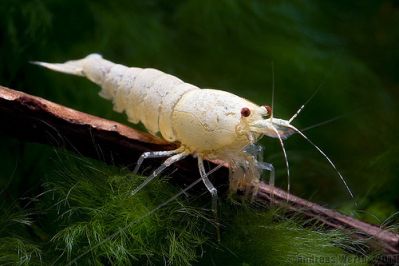 /images/product_images/info_images/shrimp/krevetka-zolotaja-pchela---golden-bee-shrimp_3.jpg