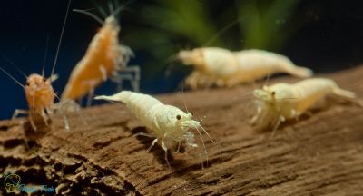 /images/product_images/info_images/shrimp/krevetka-zolotaja-pchela---golden-bee-shrimp_6.jpg