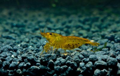 /images/product_images/info_images/shrimp/krevetka-zolotoj-tigr---tangerine-tiger-shrimp_1.jpg