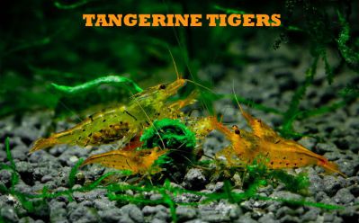 /images/product_images/info_images/shrimp/krevetka-zolotoj-tigr---tangerine-tiger-shrimp_2.jpg