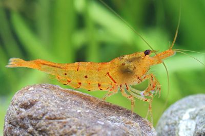 /images/product_images/info_images/shrimp/krevetka-zolotoj-tigr---tangerine-tiger-shrimp_3.jpg