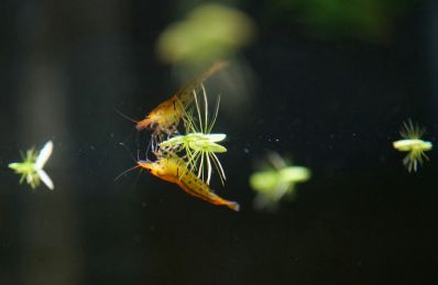 /images/product_images/info_images/shrimp/krevetka-zolotoj-tigr---tangerine-tiger-shrimp_5.jpg