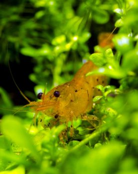 /images/product_images/info_images/shrimp/krevetka-zolotoj-tigr---tangerine-tiger-shrimp_6.jpg