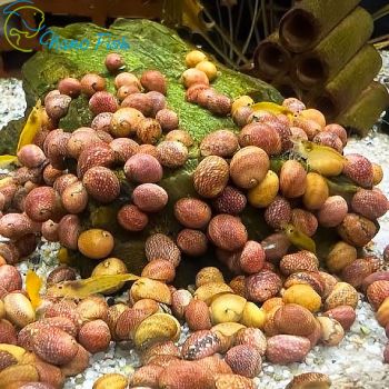 /images/product_images/info_images/shrimp/ravlik-nertna-rozheva-led---pink-lady-nerite_5.jpg