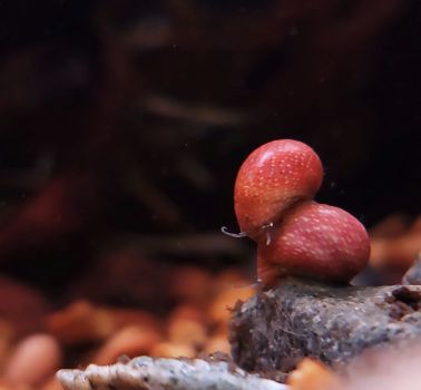 /images/product_images/info_images/shrimp/ravlik-nertna-rozheva-led---pink-lady-nerite_6.jpg