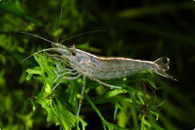 Креветка Амано - Caridina japonica 2 см