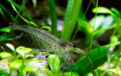 /images/product_images/info_images/shrimp/shrimp-amano-caridina-japonica_1.jpg