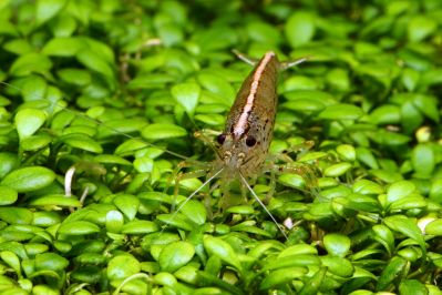 /images/product_images/info_images/shrimp/shrimp-amano-caridina-japonica_2.jpg