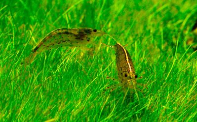 /images/product_images/info_images/shrimp/shrimp-amano-caridina-japonica_3.jpg