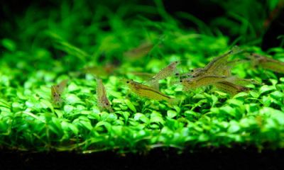 /images/product_images/info_images/shrimp/shrimp-amano-caridina-japonica_4.jpg