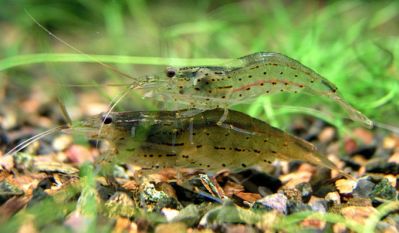 /images/product_images/info_images/shrimp/shrimp-amano-caridina-japonica_5.jpg