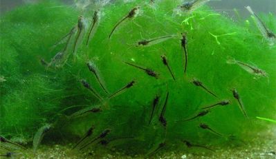 /images/product_images/info_images/shrimp/shrimp-amano-caridina-japonica_6.jpg