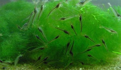 /images/product_images/info_images/shrimp/shrimp-amano-caridina-japonica_6.jpg