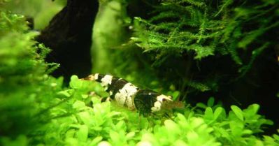 /images/product_images/info_images/shrimp/shrimp-black-crystal-class-a_2.jpg