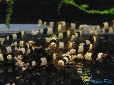 /images/product_images/info_images/shrimp/shrimp-black-crystal-class-a_5.jpg