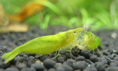 Зеленая креветка Caridina babaulti Green