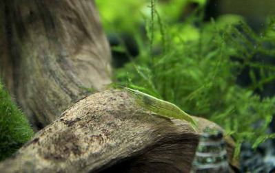 /images/product_images/info_images/shrimp/shrimp-caridina-babaulti-green_1.jpg