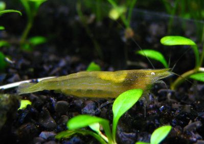 /images/product_images/info_images/shrimp/shrimp-caridina-babaulti-green_2.jpg