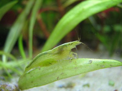 /images/product_images/info_images/shrimp/shrimp-caridina-babaulti-green_3.jpg