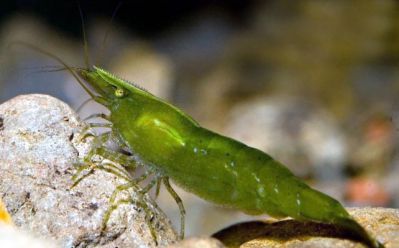 /images/product_images/info_images/shrimp/shrimp-caridina-babaulti-green_5.jpg