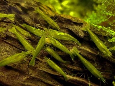 /images/product_images/info_images/shrimp/shrimp-caridina-babaulti-green_6.jpg