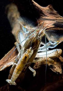 /images/product_images/info_images/shrimp/shrimp-philtrator-atya-gabonensis_2.jpg