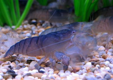 /images/product_images/info_images/shrimp/shrimp-philtrator-atya-gabonensis_6.jpg