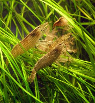 /images/product_images/info_images/shrimp/shrimp-philtrator-atyopsis-moluccensis_1.jpg