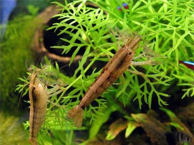 /images/product_images/info_images/shrimp/shrimp-philtrator-atyopsis-moluccensis_2.jpg