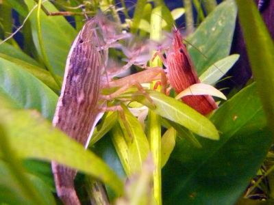 /images/product_images/info_images/shrimp/shrimp-philtrator-atyopsis-moluccensis_6.jpg