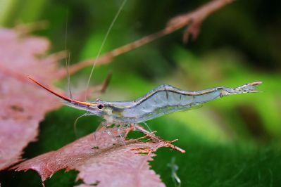 Креветка Пинокио - Caridina gracilirostris