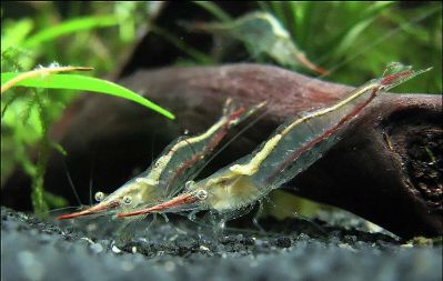 /images/product_images/info_images/shrimp/shrimp-pinokio-caridina-gracilirostris_1.jpg