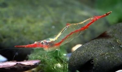 /images/product_images/info_images/shrimp/shrimp-pinokio-caridina-gracilirostris_2.jpg