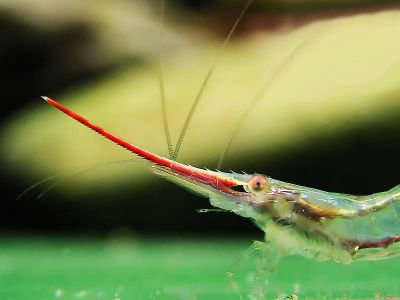 /images/product_images/info_images/shrimp/shrimp-pinokio-caridina-gracilirostris_3.jpg