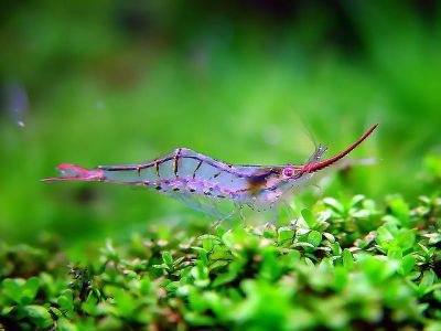 /images/product_images/info_images/shrimp/shrimp-pinokio-caridina-gracilirostris_4.jpg