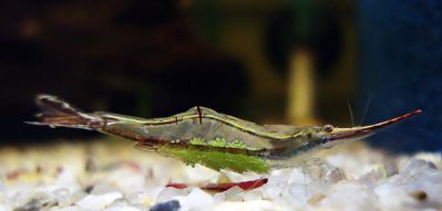 /images/product_images/info_images/shrimp/shrimp-pinokio-caridina-gracilirostris_5.jpg