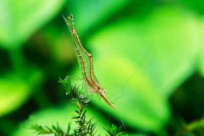 /images/product_images/info_images/shrimp/shrimp-pinokio-caridina-gracilirostris_6.jpg