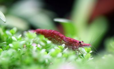 /images/product_images/info_images/shrimp/shrimp-red-cherry-vishniovaj-krevetka_4.jpg