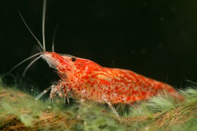 /images/product_images/info_images/shrimp/shrimp-red-cherry_3.jpg