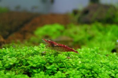 /images/product_images/info_images/shrimp/shrimp-red-cherry_6.jpg