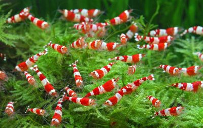 /images/product_images/info_images/shrimp/shrimp-red-crystal-class-a-krevetka-krasnui-kristall_1.jpg