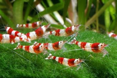 /images/product_images/info_images/shrimp/shrimp-red-crystal-class-a_2.jpg