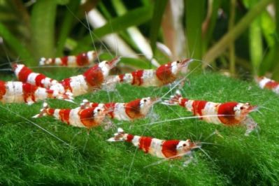 /images/product_images/info_images/shrimp/shrimp-red-crystal-class-a_2.jpg