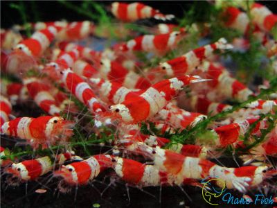 /images/product_images/info_images/shrimp/shrimp-red-crystal-class-a_3.jpg