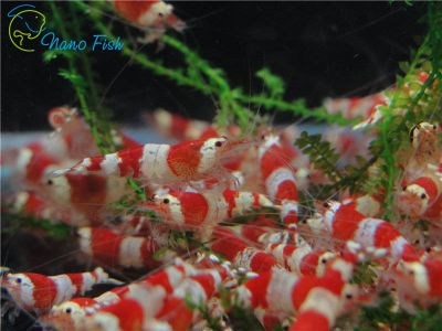 /images/product_images/info_images/shrimp/shrimp-red-crystal-class-a_4.jpg