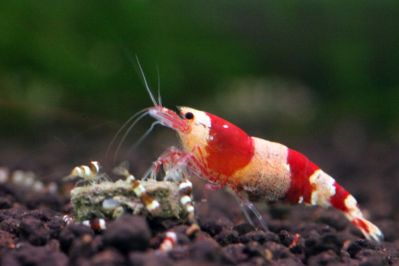 /images/product_images/info_images/shrimp/shrimp-red-crystal-class-a_5.jpg