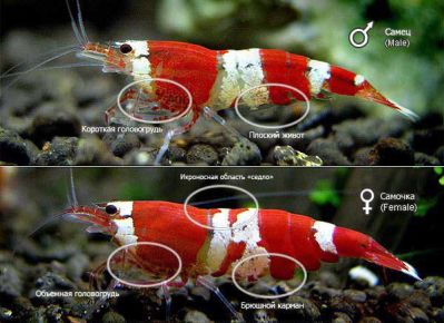 /images/product_images/info_images/shrimp/shrimp-red-crystal-class-a_6.jpg